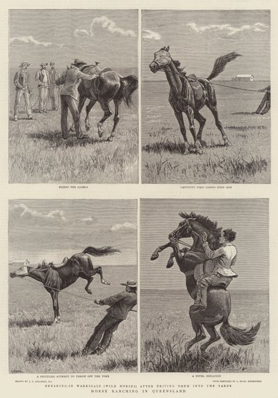 在昆士兰州的马牧场 作者 John Charles Dollman