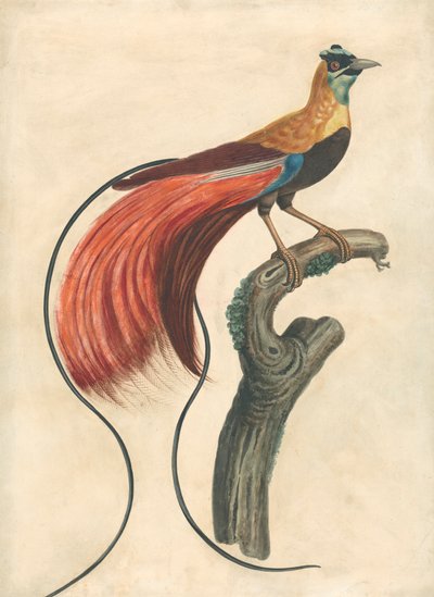 红羽天堂鸟（Paradisea Apoda Raggiana），新几内亚东南部 作者 约翰·科莱特