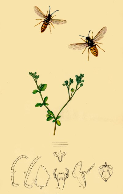 锚面黄蜂：Vespa rufa"，1839，1945。 作者 约翰·柯蒂斯