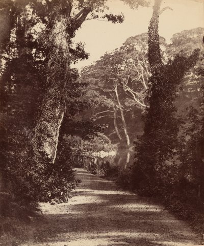 上湖，Penllergare 山谷森林，约 1852 年（照片1852 年（照片） 作者 约翰·迪尔温·莱维林