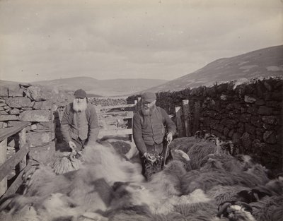 1897年，Glen Prosen的Horning Sheep 作者 约翰·爱德华·阿里奥修斯·斯泰格尔