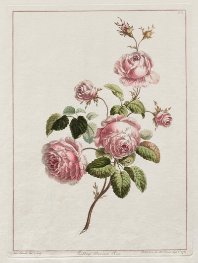 追随自然的花朵的集合-卷心菜省玫瑰，1801年。 作者 约翰·爱德华兹