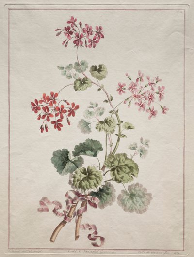 取材自大自然的花卉作品集：  第 6 号--猩红色和杂色天竺葵 作者 约翰·爱德华兹