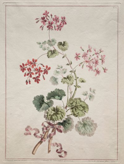 从大自然中抽出鲜花的集合：第6号-猩红色和杂色天竺葵，1801年。 作者 约翰·爱德华兹