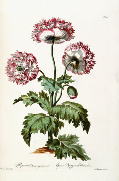 黑种子花园罂粟，1769年 作者 约翰·爱德华兹