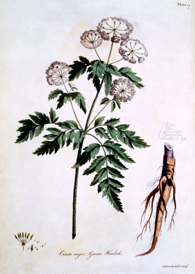 更大的铁杉[Cicuta专业]，来自约翰爱德华兹的&39;英国草药&39;的插图，于1770年3月出版 作者 约翰·爱德华兹