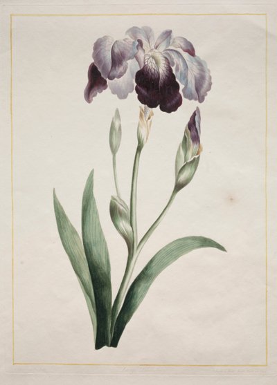 日本虹膜大蓝虹膜，1801年。 作者 约翰·爱德华兹
