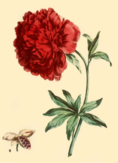 牡丹：Paeonia Faemina Flore Pleno Rubro Majore》，1769年，1946年。 作者 约翰·爱德华兹