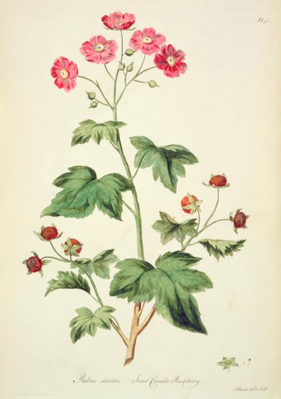 覆盆子：甜蜜的加拿大（pl.45），选自约翰-爱德华兹（John Edwards，1763-1812 年）的《英国草本... 作者 约翰·爱德华兹