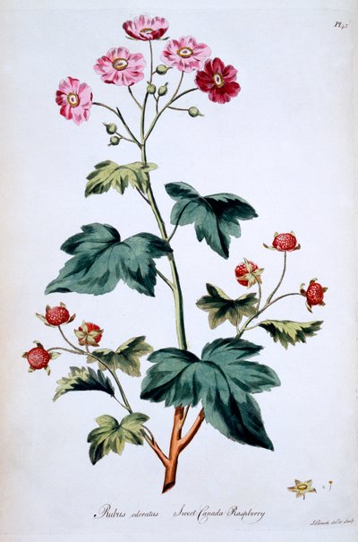 甜加拿大覆盆子[Rubus odoratus]，来自约翰爱德华兹的&39;英国草药&39;的插图，于1770年3月出版 作者 约翰·爱德华兹