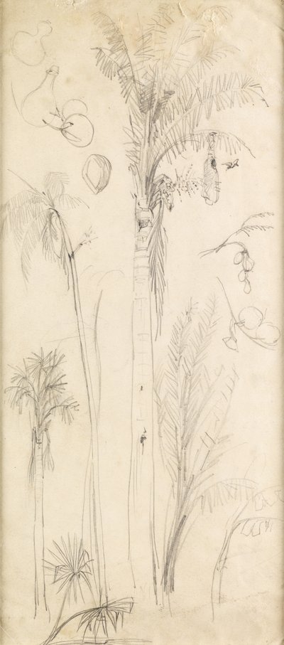 棕榈树（铅笔在纸上） 作者 约翰·埃弗里特·米莱斯