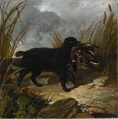 取回绿头野鸭的爱尔兰水猎犬，1849年 作者 老约翰弗雷德里克鲱鱼