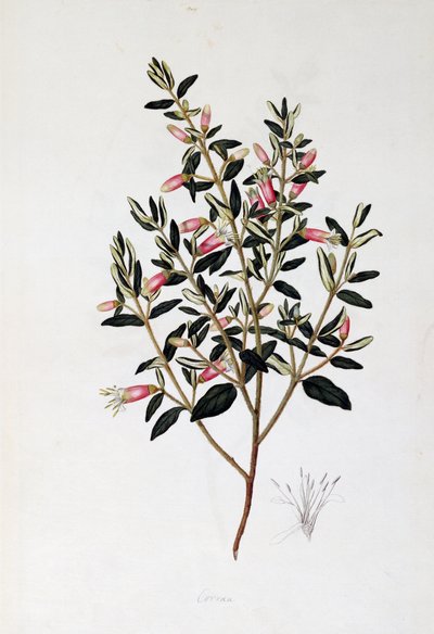 Correa Reflexa，约翰-弗雷德里克-米勒（1759-1796 年）绘制 作者 约翰·弗雷德里克·米勒