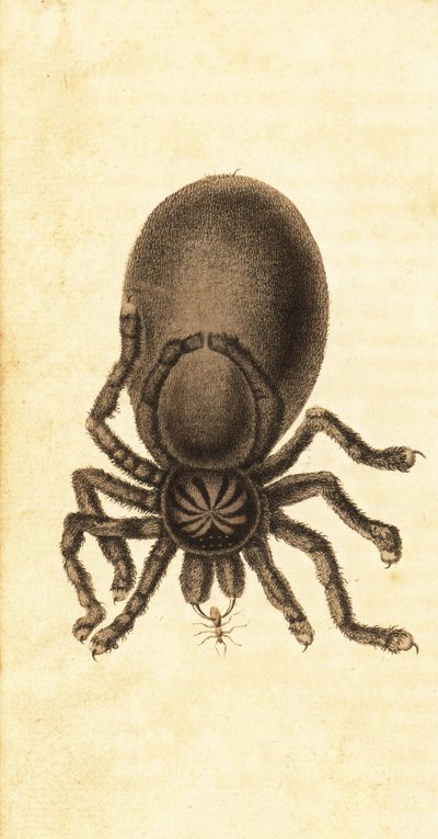 粉趾狼蛛，Avularia avillary。 ,1800（雕刻） 作者 约翰·加布里埃尔·斯特德曼