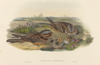Caprimulgus europaeus Nightjar.创作人：John Gould, Henry Constantine Richter. 作者 约翰·古尔德和亨利·康斯坦丁·里希特