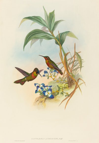 Clytolaema aurescens带状红宝石或古尔德红宝石。创造者：John Gould, Henry Constantine Richter. 作者 约翰·古尔德和亨利·康斯坦丁·里希特