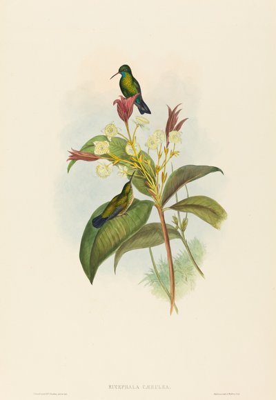 Eucephala caerulea 蓝颏的蓝宝石。创造者：John Gould, Henry Constantine Richter. 作者 约翰·古尔德和亨利·康斯坦丁·里希特