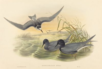 Hydrochelidon nigra.创作者：John Gould, Henry Constantine Richter. 作者 约翰·古尔德和亨利·康斯坦丁·里希特