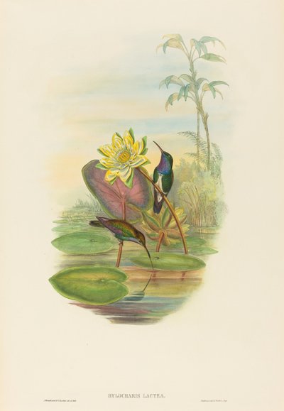 Hylocharis lactea 蓝宝石胸翡翠。创造者：John Gould, Henry Constantine Richter. 作者 约翰·古尔德和亨利·康斯坦丁·里希特