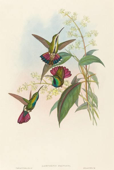 Lampornis prevosti.创作人：John Gould, Henry Constantine Richter. 作者 约翰·古尔德和亨利·康斯坦丁·里希特