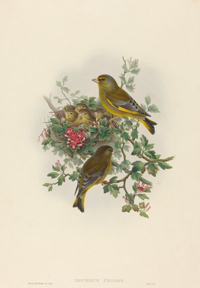 Ligurinus chloris Greenfinch.创作人：约翰-古尔德，亨利-康斯坦丁-里希特。 作者 约翰·古尔德和亨利·康斯坦丁·里希特