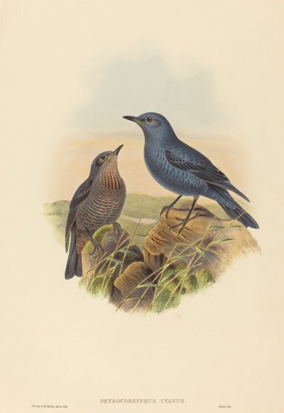 Petrocossyphus cyanus Blue Rockthrush.创作者：约翰-古尔德，亨利-康斯坦丁-里希特。 作者 约翰·古尔德和亨利·康斯坦丁·里希特