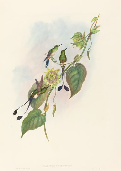Spathura underwoodi 白足拍尾。创作者：John Gould, Henry Constantine Richter. 作者 约翰·古尔德和亨利·康斯坦丁·里希特