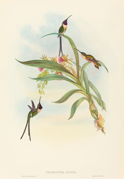 Tharmastura enicura Slender Shear-Tail.创作者：约翰-古尔德，亨利-康斯坦丁-里希特。 作者 约翰·古尔德和亨利·康斯坦丁·里希特