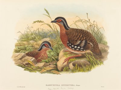 红胸竹鸡 Bambusicola Hyperythra.创作人：John Gould, William Matthew Hart. 作者 约翰·古尔德，威廉·马修·哈特