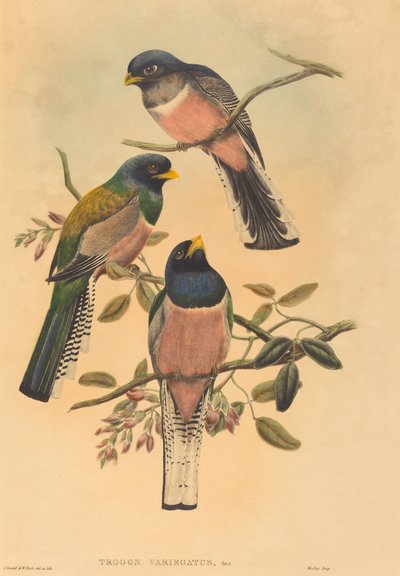 Trogan variegatus，可能是18361838年。创作人：John Gould, William Matthew Hart. 作者 约翰·古尔德，威廉·马修·哈特
