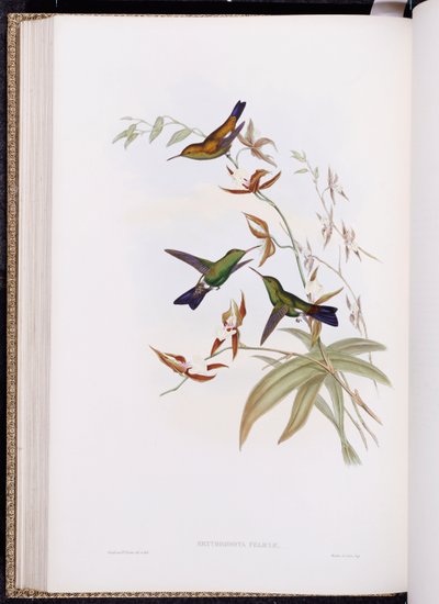 Trochilidae或蜂鸟家族专着，出版于1849-61 作者 约翰·古尔德