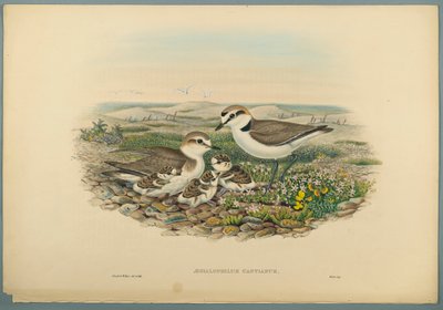 Aegialophilus Cantianus  -  Kentish Plover（编织纸上的彩色石版） 作者 约翰·古尔德