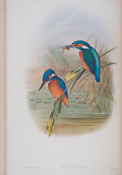 Alcedo Ispida，来自英国鸟类的约翰古尔德，1862-73出版（手工彩色光刻） 作者 约翰·古尔德