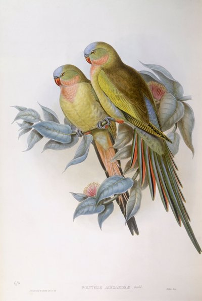 亚历山德拉鹦鹉（Polytelis alexandrae），约翰-古尔德的雕刻作品 作者 约翰·古尔德