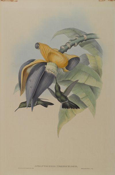 Aphantochroa Cirrhochloris：Sombre Humming Bird 作者 约翰·古尔德