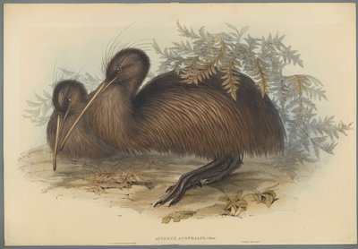 Apteryx Australis（编织纸上的彩色平版印刷） 作者 约翰·古尔德