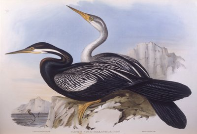 澳大利亚镖师（Anhinga novaehollandiae），约翰-古尔德的雕刻作品 作者 约翰·古尔德