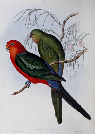 澳大利亚王鹦鹉（Alisterus scapularis），由John Gould（1804-1881）和Henry Constantine Richter（1821-1902）雕刻。联合王国 作者 约翰·古尔德
