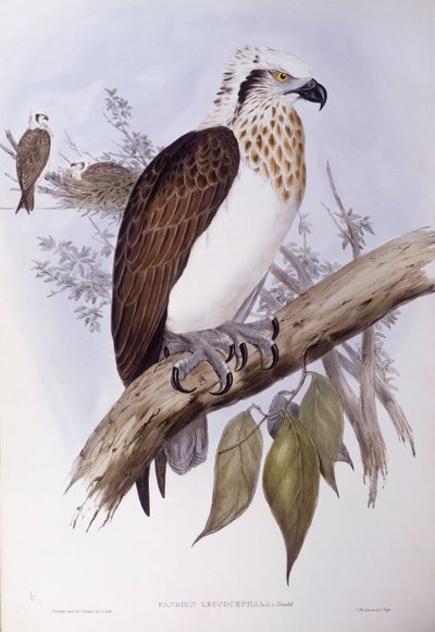 澳大利亚鹗（Pandion haliaetus cristatus），约翰-古尔德的雕刻作品 作者 约翰·古尔德