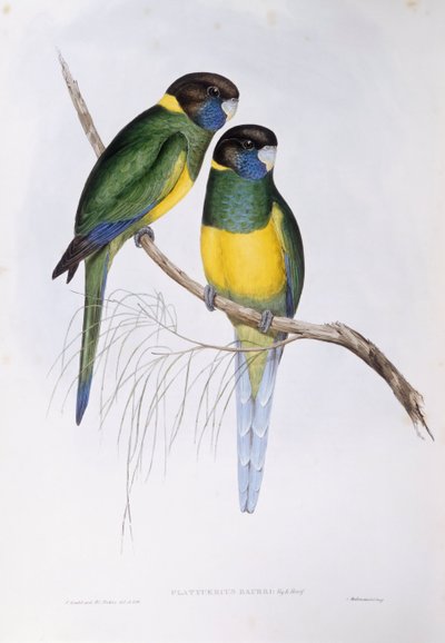 澳大利亚环颈鸟（Barnardius或Platycercus zonarius），约翰-古尔德的雕刻作品 作者 约翰·古尔德