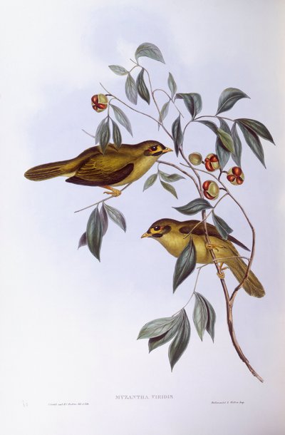 钟形矿工（Manorina melanophrys），约翰-古尔德的雕刻作品 作者 约翰·古尔德