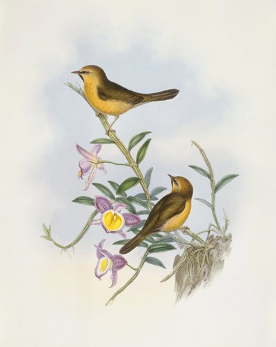 黑颏狒狒（Stachyris pyrrhops），约翰-古尔德的雕刻作品 作者 约翰·古尔德