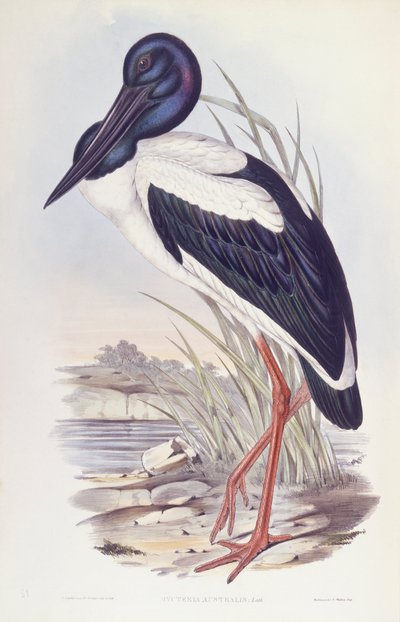 黑颈鹳（Ephippiorhynchus asiaticus），约翰-古尔德的雕刻作品 作者 约翰·古尔德