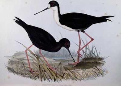 黑鹳（Himantopus novaezelandiae），来自澳大利亚鸟类的雕刻品 作者 约翰·古尔德