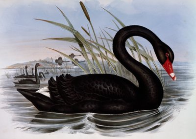 黑天鹅（Cygnus atratus），来自澳大利亚鸟类的雕刻品 作者 约翰·古尔德