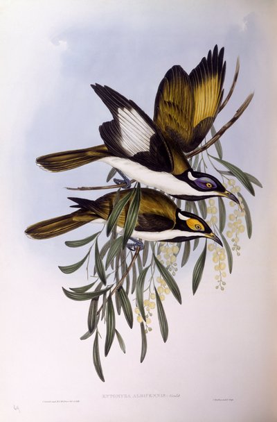 蓝脸食蜜鸟（Entomyzon cyanotis），约翰-古尔德的雕刻作品 作者 约翰·古尔德