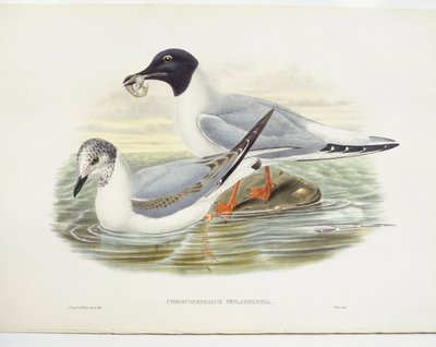 波拿巴海鸥（Larus philadelphia），插图 作者 约翰·古尔德
