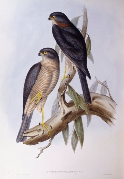 棕色北斗星（Cinclus pallasii），约翰-古尔德的雕刻作品 作者 约翰·古尔德