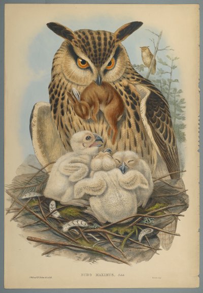 Bubo Maximus：猫头鹰（编织纸上的彩色石版） 作者 约翰·古尔德