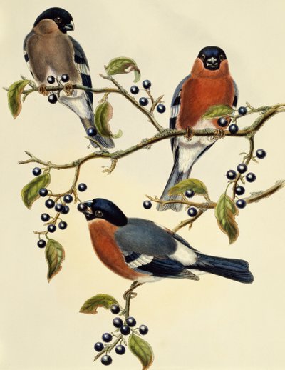 牛雀（Pyrrhula pyrrhula），约翰-古尔德（1804-1881）的雕刻作品。英国 作者 约翰·古尔德